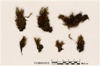 藏品(柔葉白錦苔)的圖片